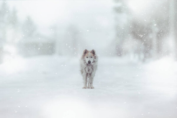 Dog in winter hokkaido