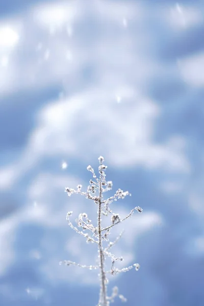 冬に覆われて霜草 — ストック写真