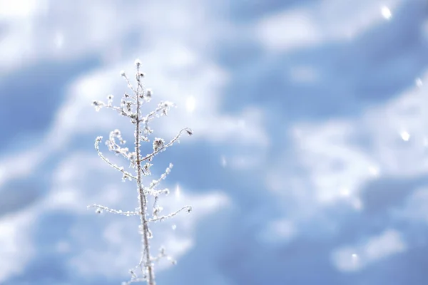 冬に覆われて霜草 — ストック写真