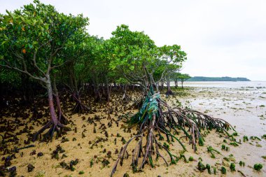mangrov orman iriomtoe Adası