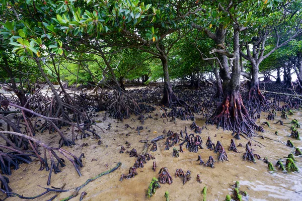 Mangrovebos Iriomtoe Eiland — Stockfoto