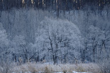 kışın kapalı ağacı süsleyin