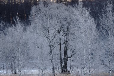 kışın kapalı ağacı süsleyin