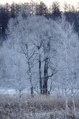 kışın kapalı ağacı süsleyin