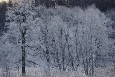 kışın kapalı ağacı süsleyin