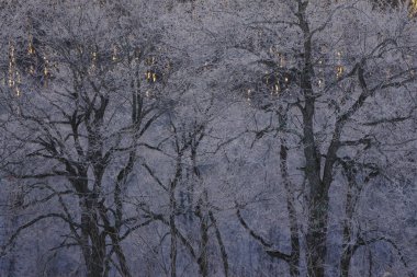 kışın kapalı ağacı süsleyin