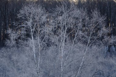 kışın kapalı ağacı süsleyin