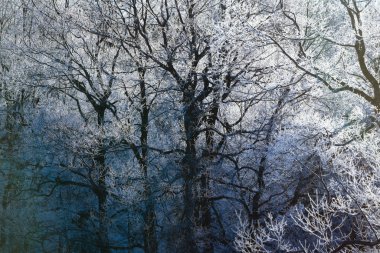 kışın kapalı ağacı süsleyin