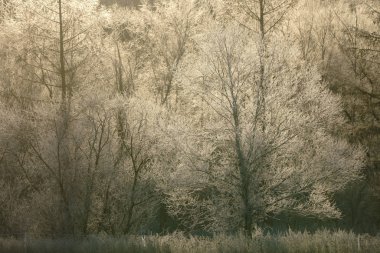 kışın kapalı ağacı süsleyin
