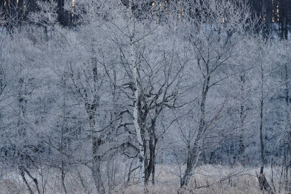 Árbol Cubierto Escarcha Invierno —  Fotos de Stock