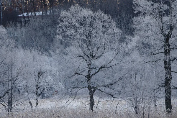 Geada Árvore Coberta Inverno — Fotografia de Stock