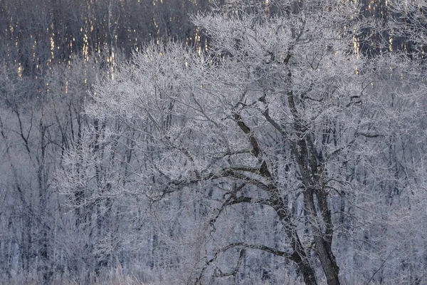 Mróz Objęte Drzewo Zimie — Zdjęcie stockowe