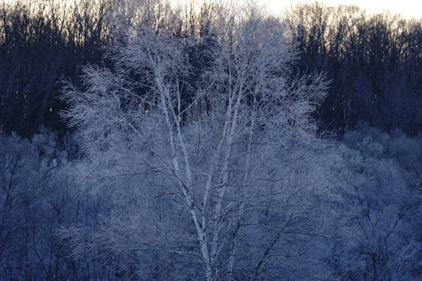 Overdekte Boom Vorst Winter — Stockfoto