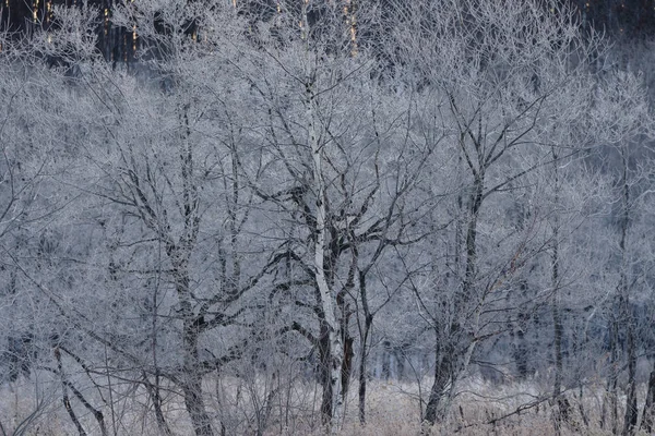Мороз Покритий Деревом Взимку — стокове фото