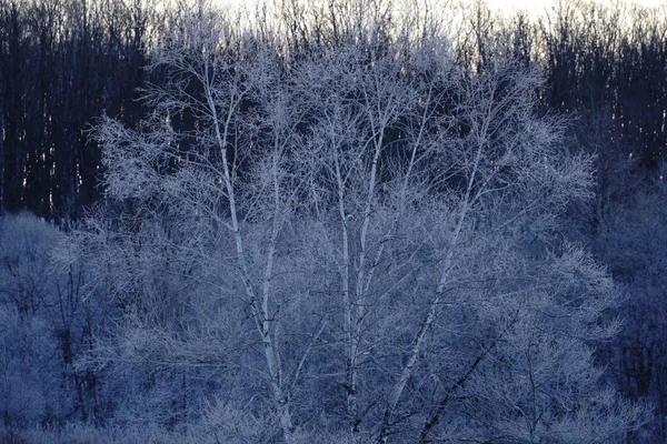 Зимой Покрытое Морозом Дерево — стоковое фото