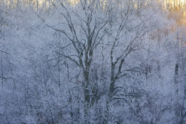 Frost Omfattas Träd Vinter — Stockfoto