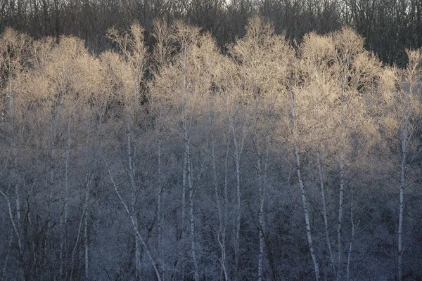 Mróz Objęte Drzewo Zimie — Zdjęcie stockowe