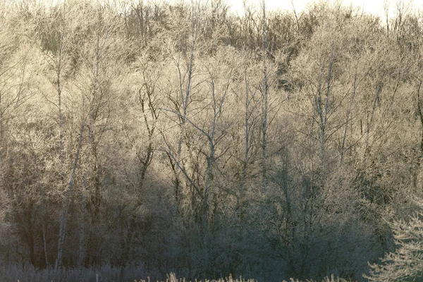 Frost Covered Tree Winter — Stock Photo, Image