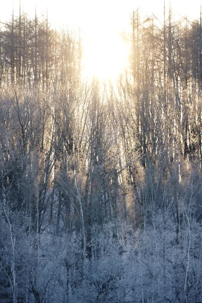 Arbre Couvert Givre Lever Soleil — Photo