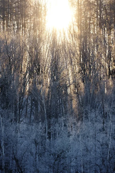 Frost Omfattas Träd Och Soluppgång — Stockfoto