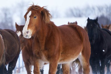 atların kışın çalışan