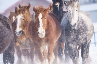 atların kışın çalışan