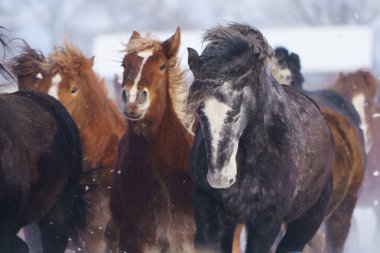 atların kışın çalışan