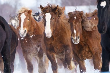 atların kışın çalışan