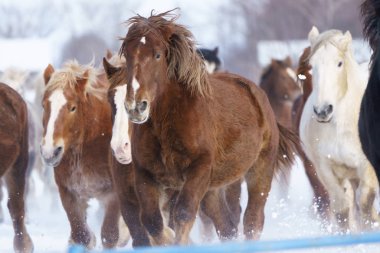 atların kışın çalışan