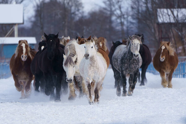 бег лошадей зимой
