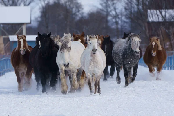 Laufpferde Winter — Stockfoto