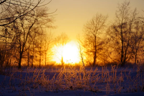 Восход Солнца Зимой — стоковое фото
