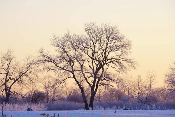 Frostbedeckter Baum Frühen Morgen — Stockfoto