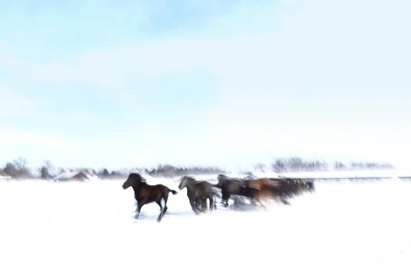 Correndo Cavalos Inverno — Fotografia de Stock