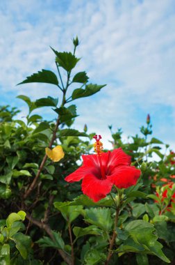 Hibiscus yaz Okinawa