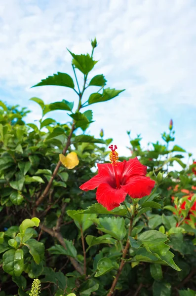 Hibiskus Lecie Okinawa — Zdjęcie stockowe