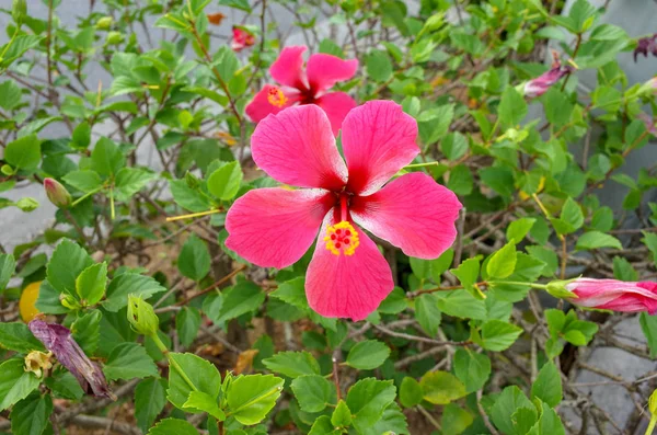 Hibiscus Yaz Okinawa — Stok fotoğraf
