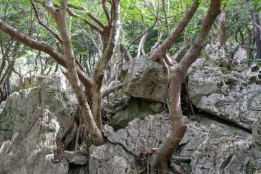 Büyük kaya ve okinawa ormanda