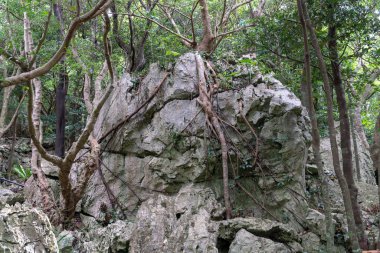 Büyük kaya ve okinawa ormanda