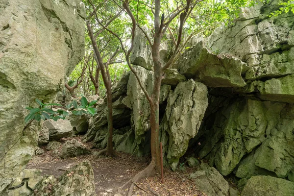 Grande Roche Forêt Okinawa — Photo