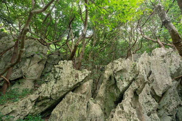 Grande Roche Forêt Okinawa — Photo