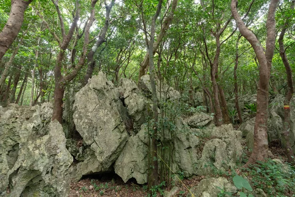 Gran Roca Bosque Okinawa — Foto de Stock