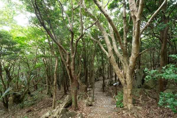 Büyük Kaya Okinawa Ormanda — Stok fotoğraf