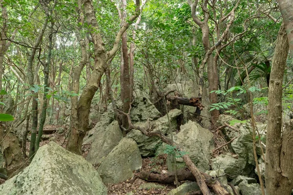 Grande Rocha Floresta Okinawa — Fotografia de Stock