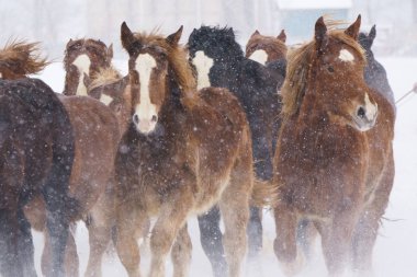 atların kışın çalışan