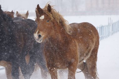 atların kışın çalışan