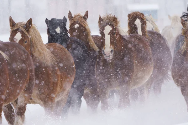 Lopende Paarden Winter — Stockfoto