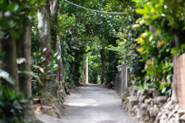 okinawa sokakta ağaç