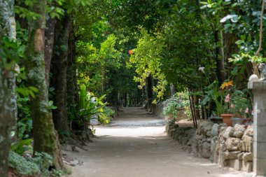 okinawa sokakta ağaç