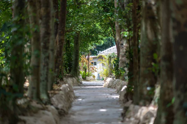 okinawa sokakta ağaç